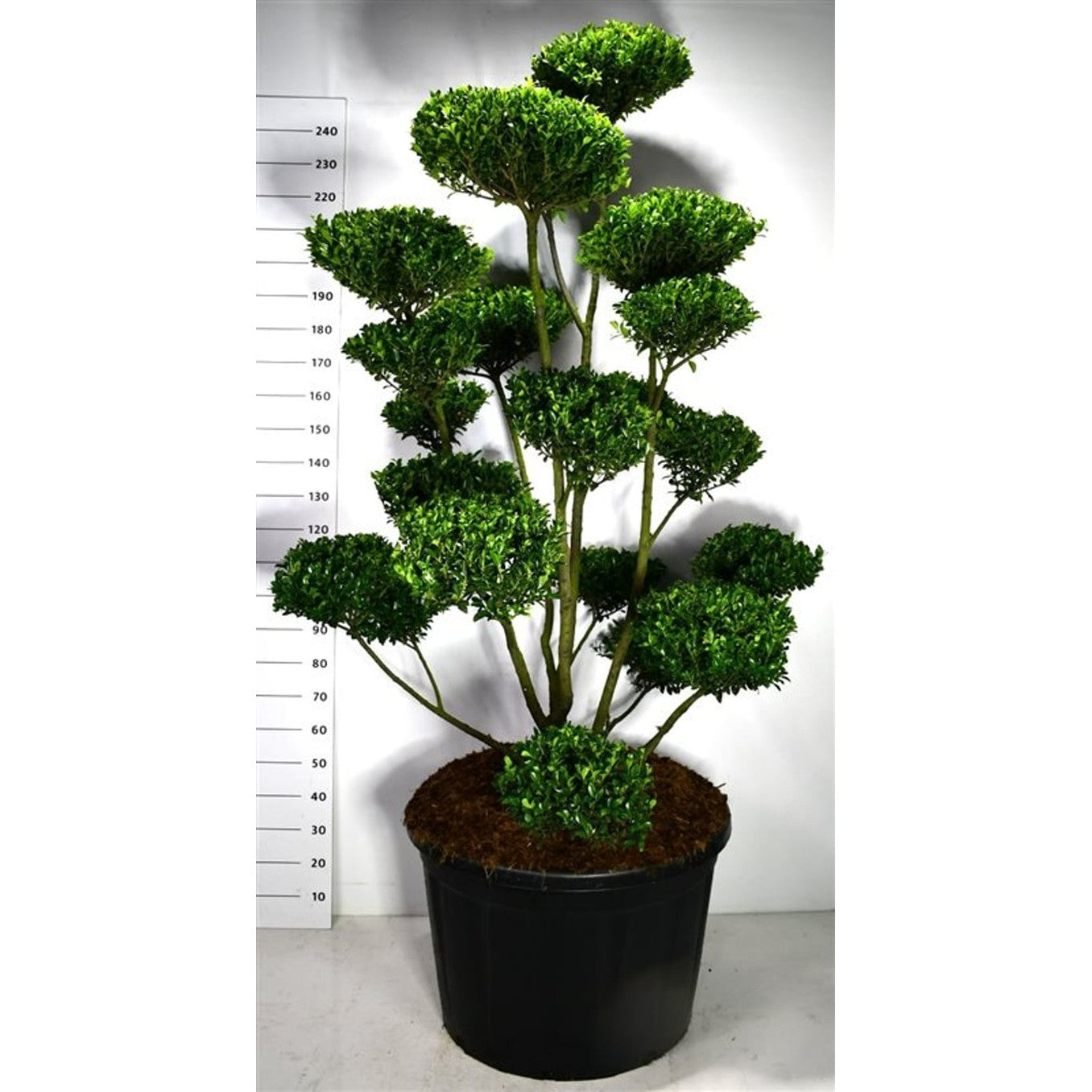 Ilex 'Impala' - C180 175-200 cm. Bonsai